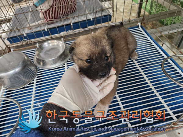 한국동물구조관리협회_441409202300811